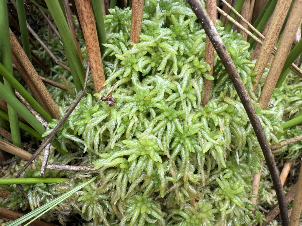 Sphagnum palustre