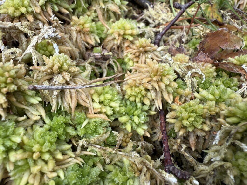 Sphagnum palustre