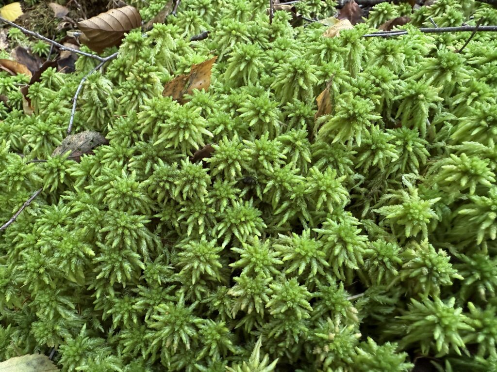 Sphagnum palustre
