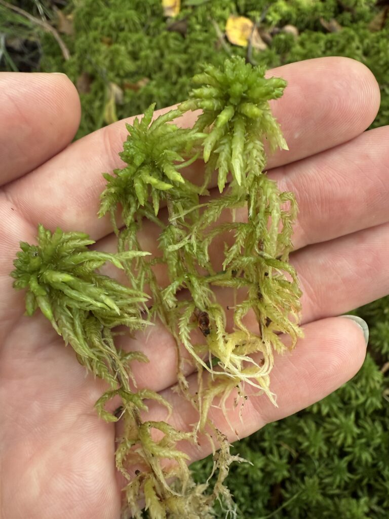 Sphagnum palustre