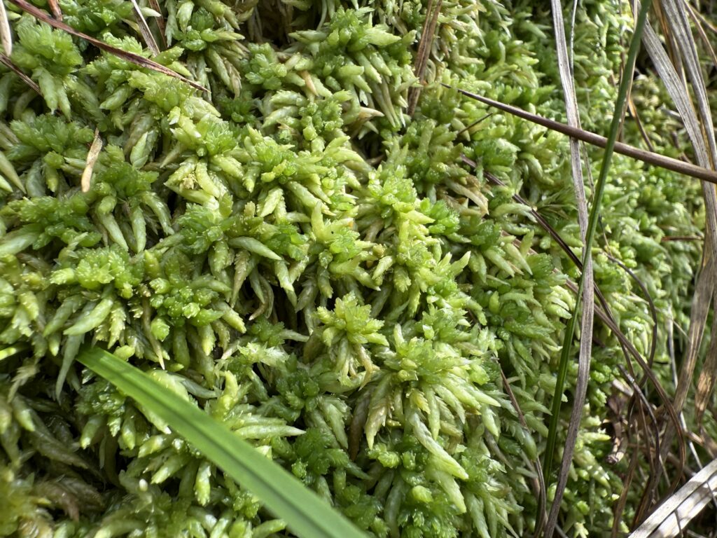 Sphagnum palustre