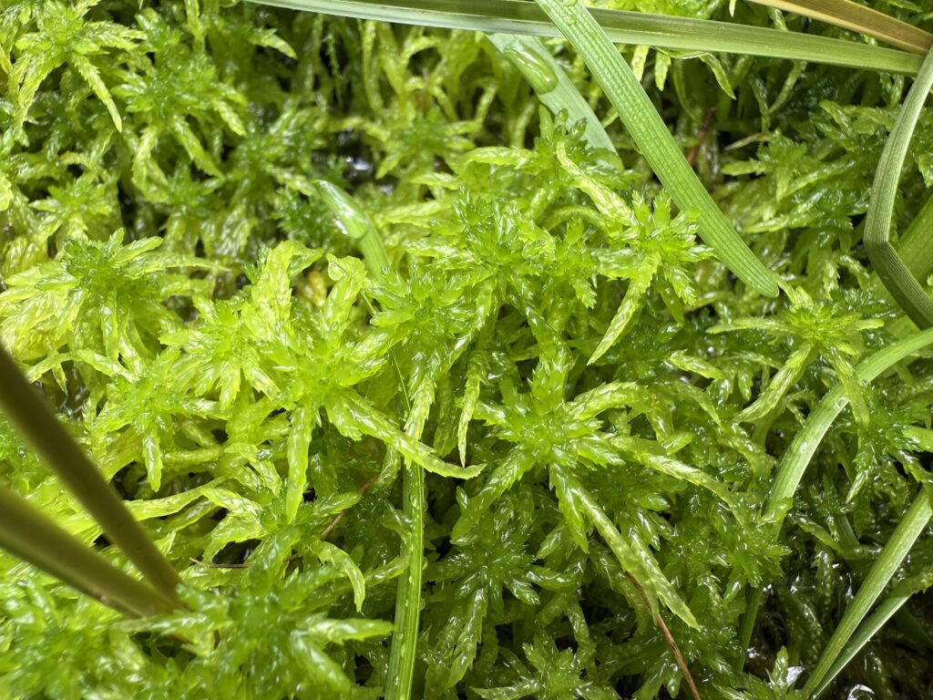 Sphagnum palustre