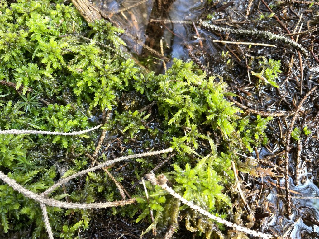 Sphagnum palustre