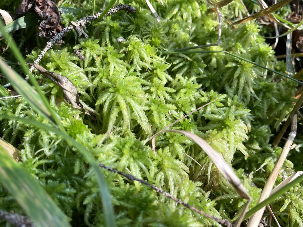 Sphagnum palustre