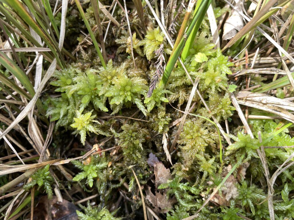 Sphagnum papillosum