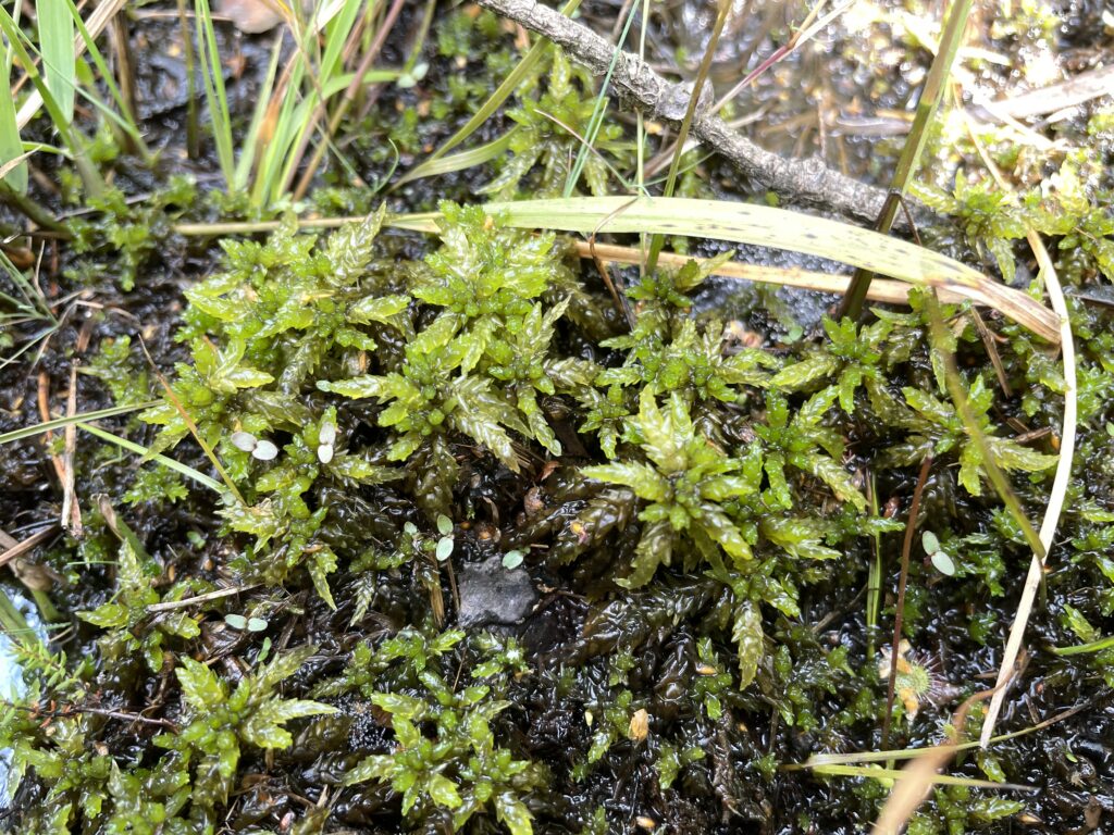Sphagnum papillosum