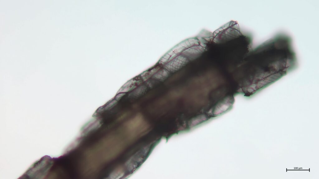 Sphagnum papillosum Ast Spiralfasern
