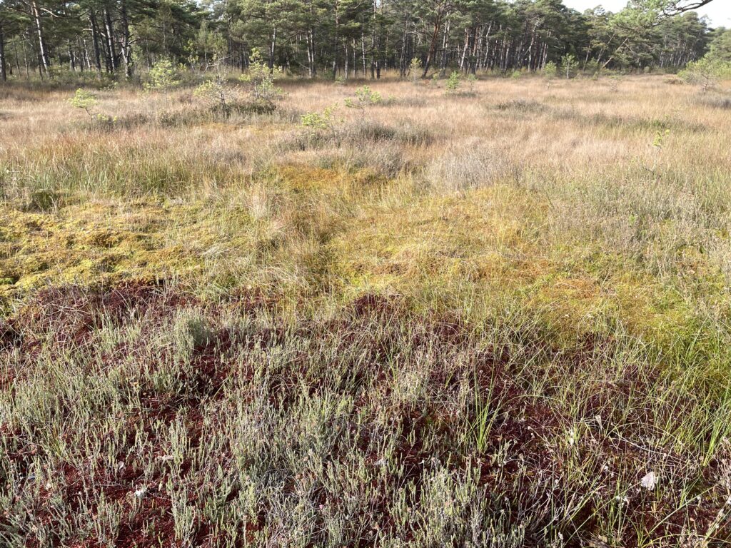 Sphagnum papillosum Rasen