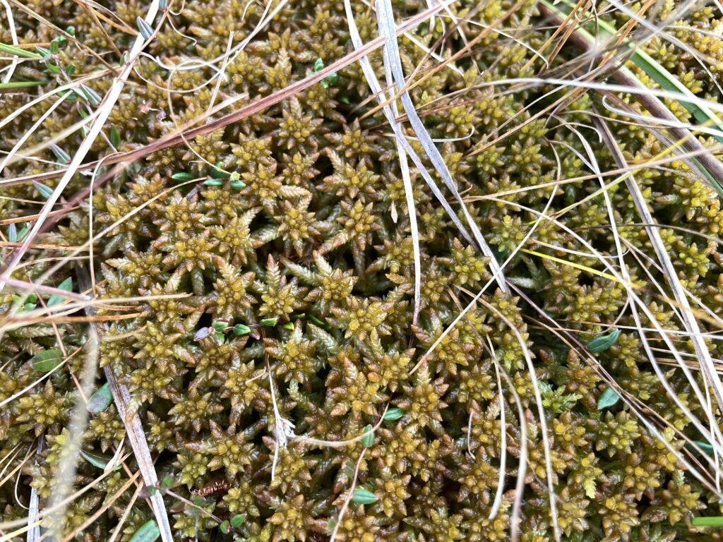 Sphagnum papillosum