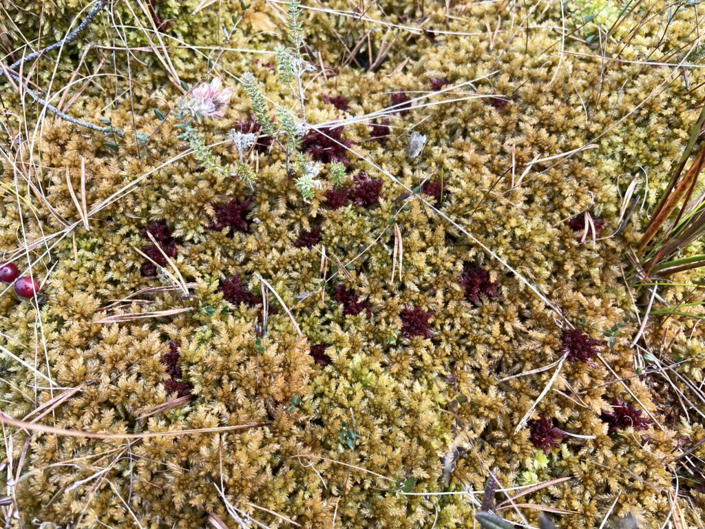 Sphagnum papillosum