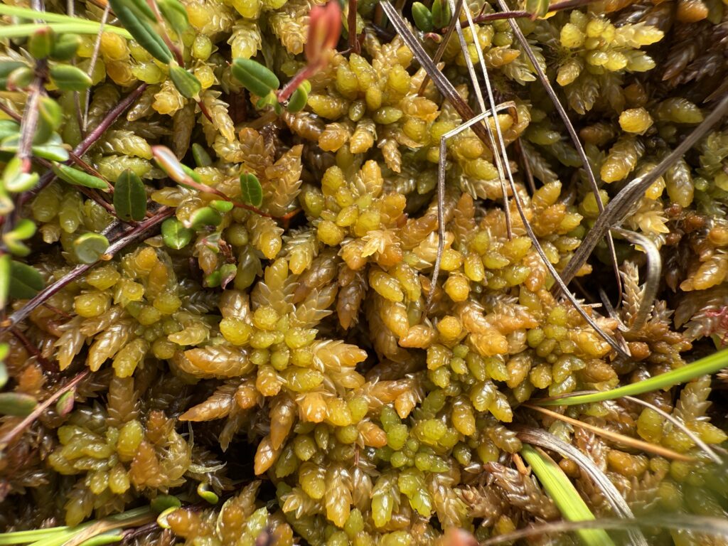 Sphagnum papillosum