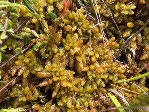 Sphagnum papillosum