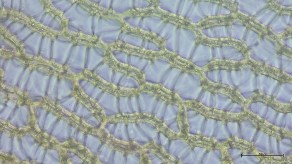 Sphagnum papillosum Astblatt