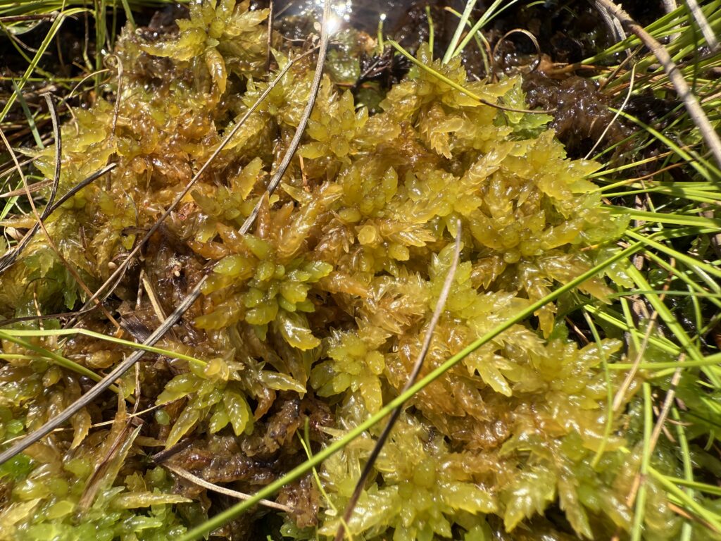 Sphagnum papillosum