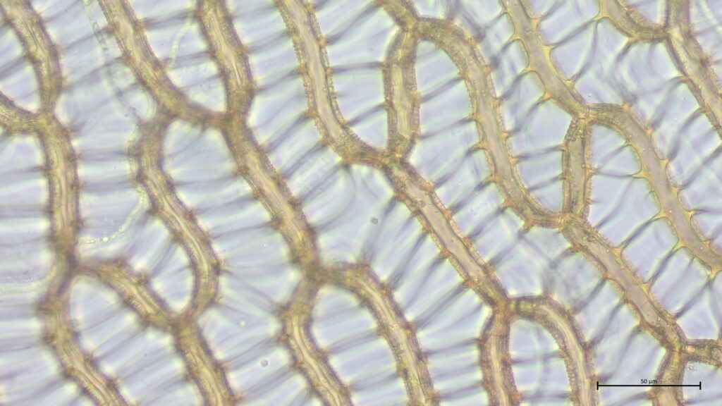Sphagnum papillosum Astblatt