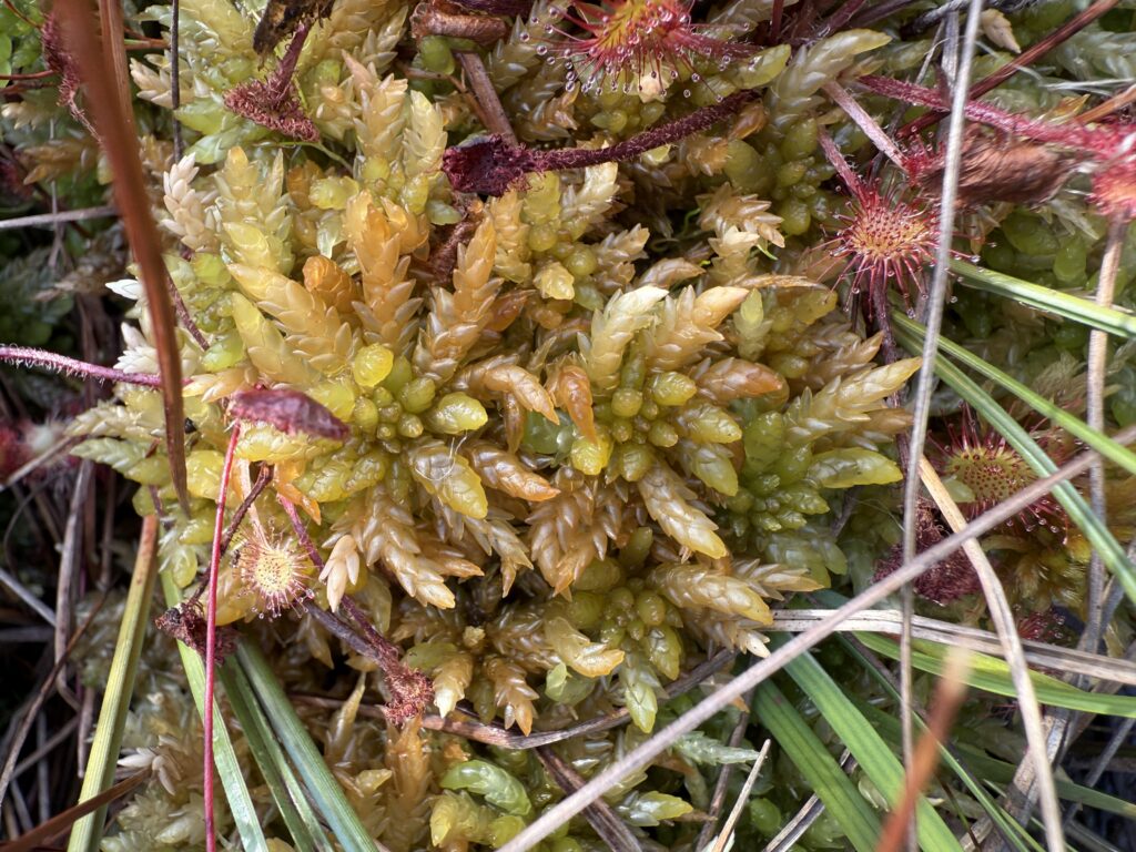 Sphagnum papillosum