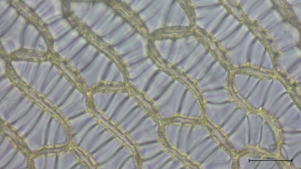 Sphagnum papillosum Astblatt