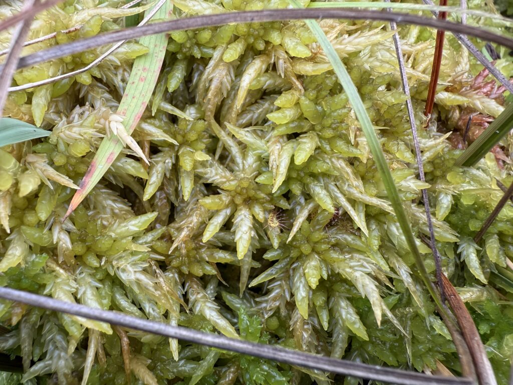 Sphagnum papillosum