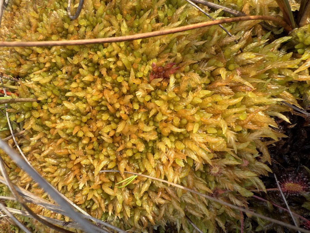 Sphagnum papillosum