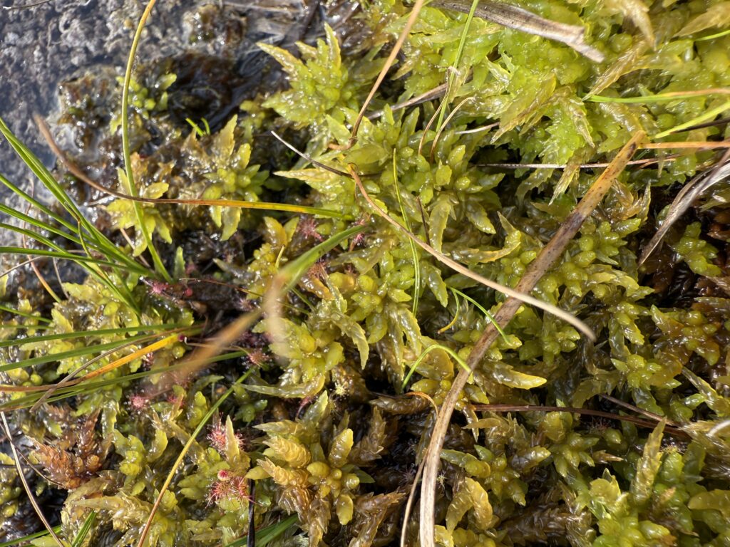 Sphagnum papillosum