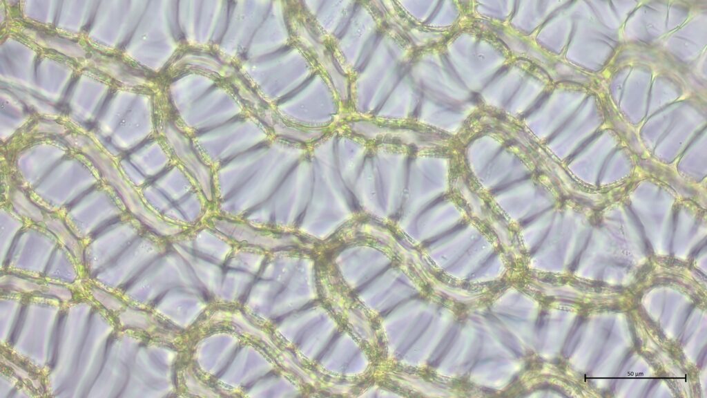 Sphagnum papillosum Astblatt