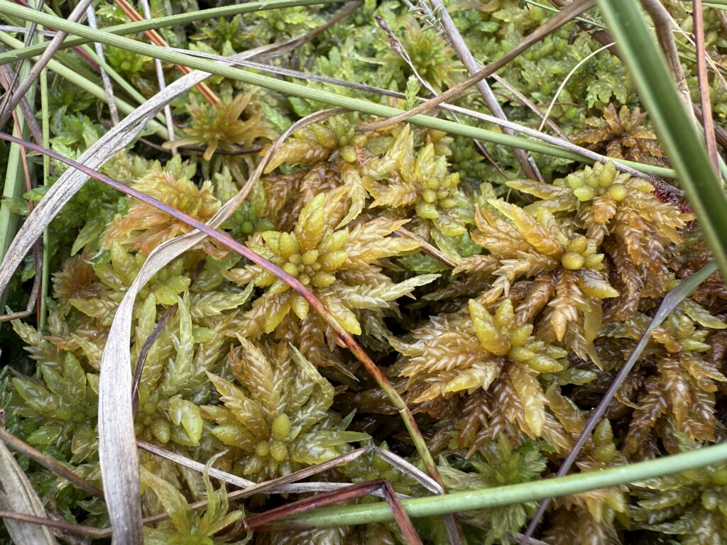Sphagnum papillosum