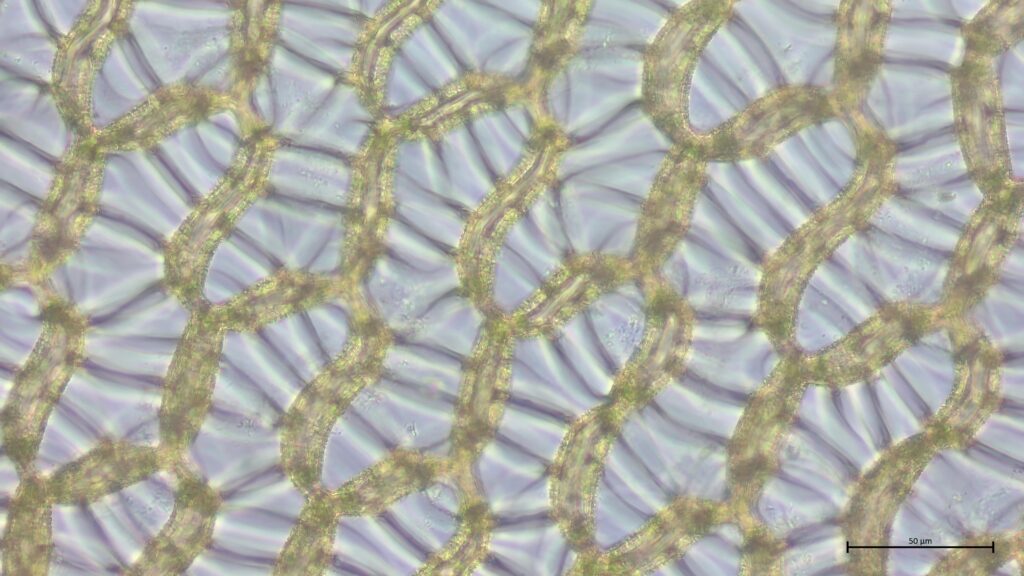 Sphagnum papillosum Astblatt