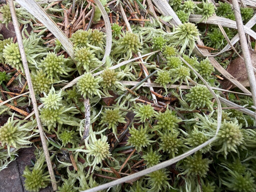 Sphagnum angustifolium