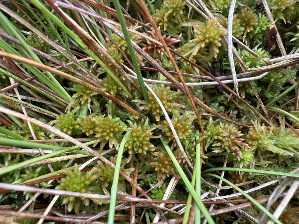 Sphagnum angustifolium