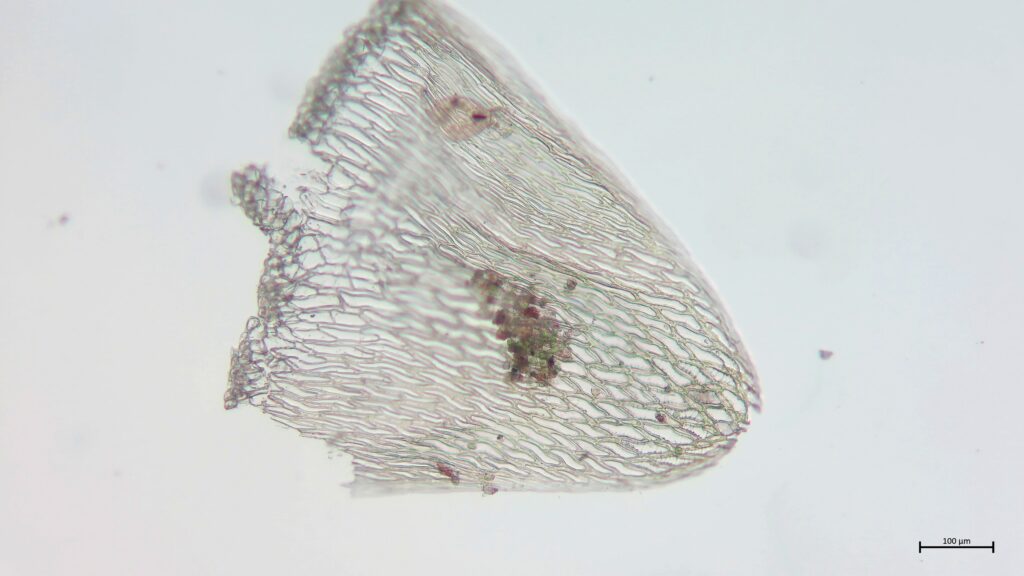 Stammblatt von Sphagnum angustifolium