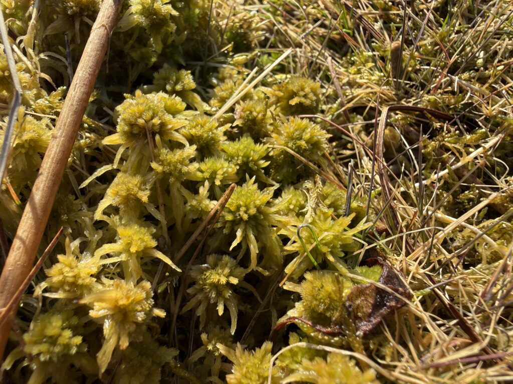 Sphagnum angustifolium