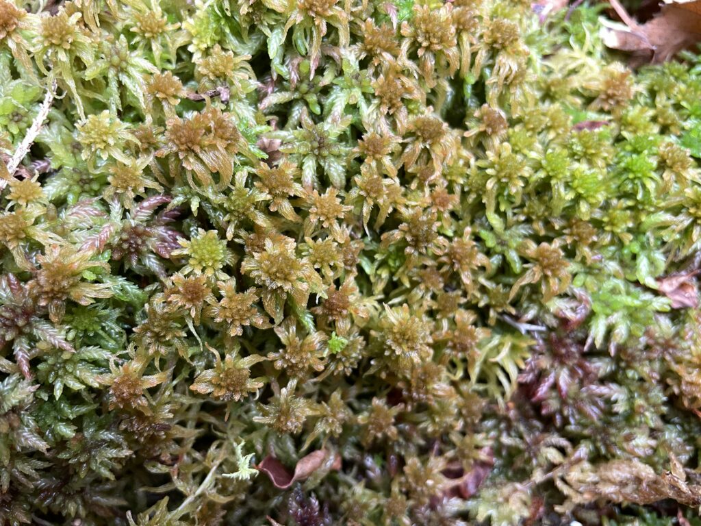 Sphagnum angustifolium