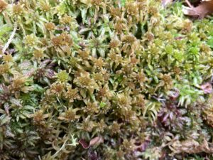 Sphagnum angustifolium