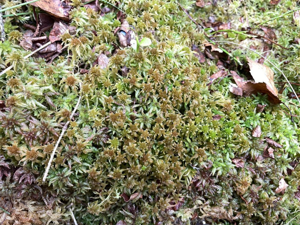 Sphagnum angustifolium