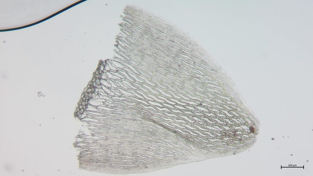 Stammblatt von Sphagnum angustifolium