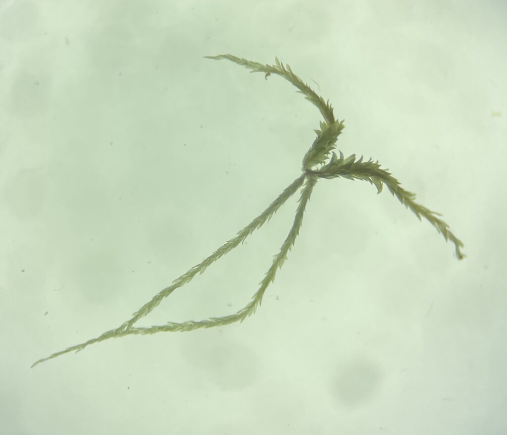 Faszikel von Sphagnum angustifolium
