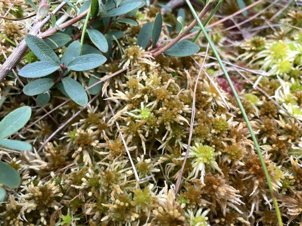 Sphagnum angustifolium