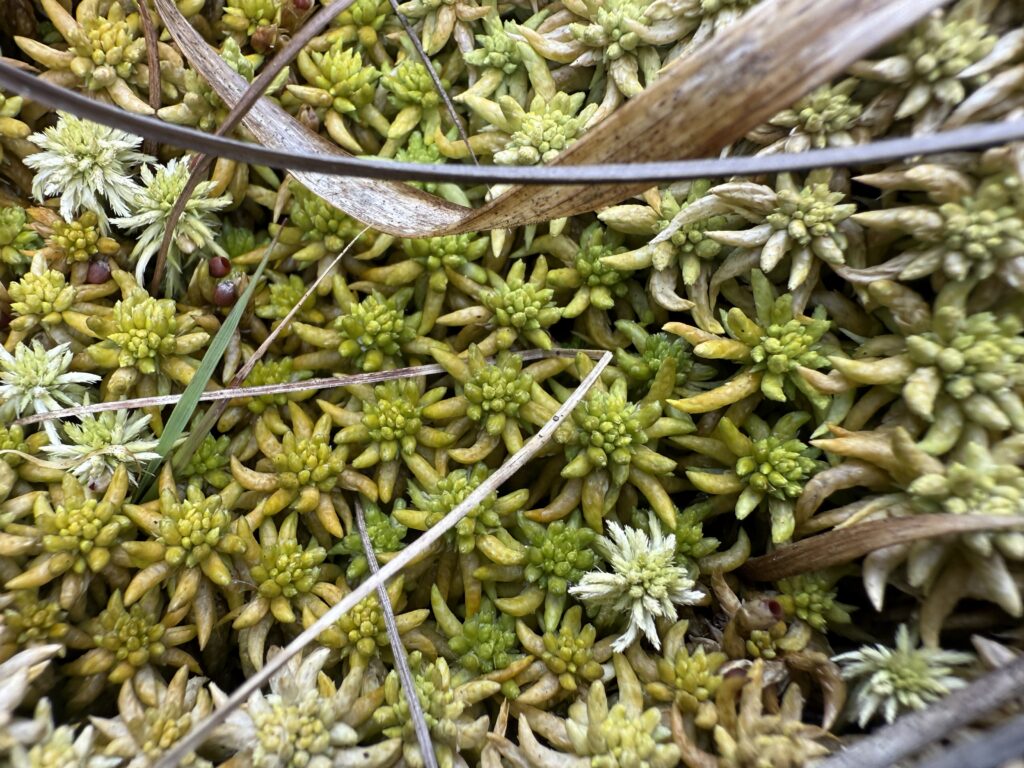 Sphagnum denticulatum