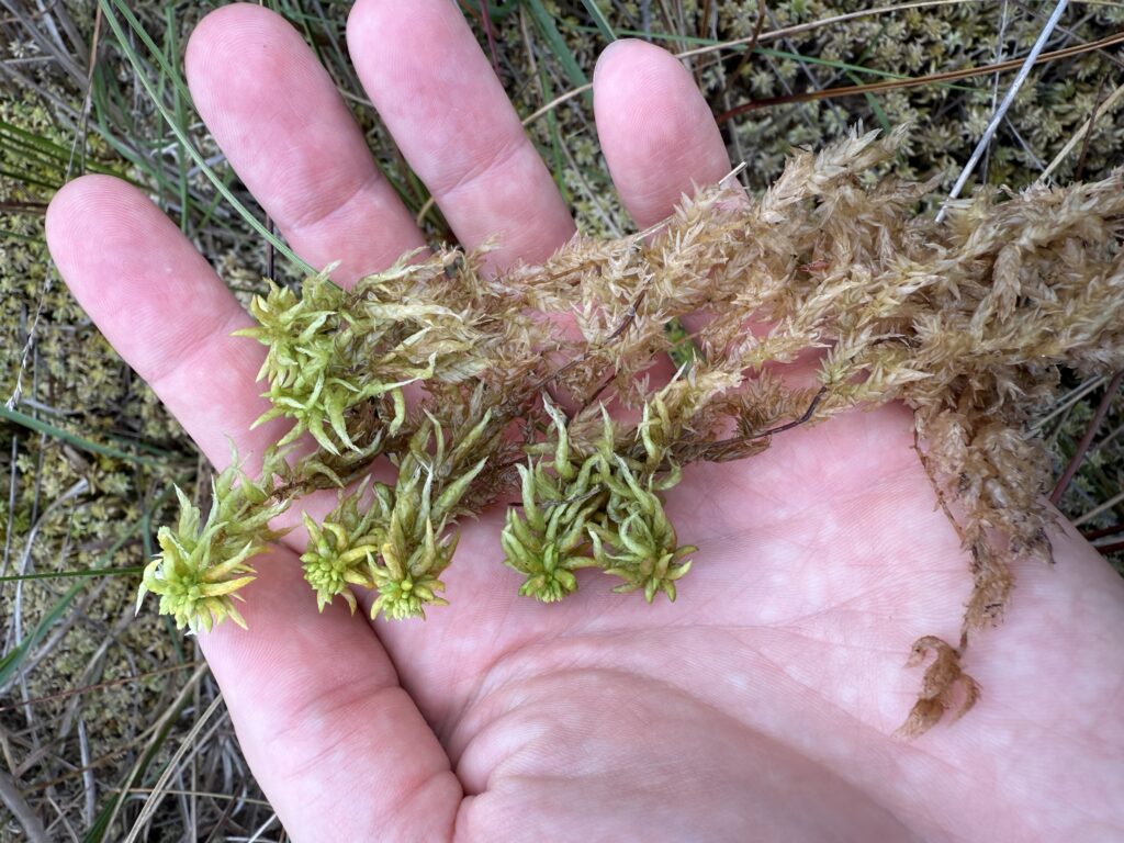 Sphagnum denticulatum