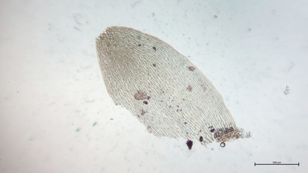 Stammblatt von Sphagnum denticulatum