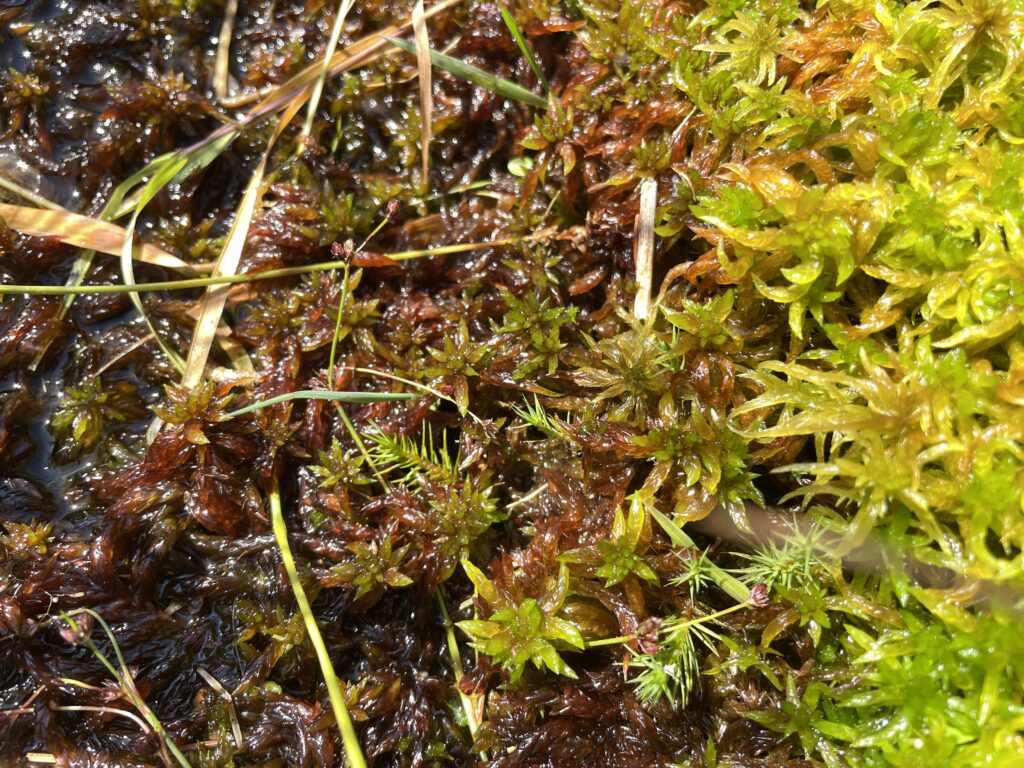Sphagnum denticulatum