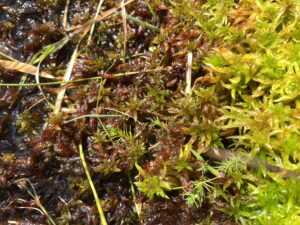 Sphagnum denticulatum