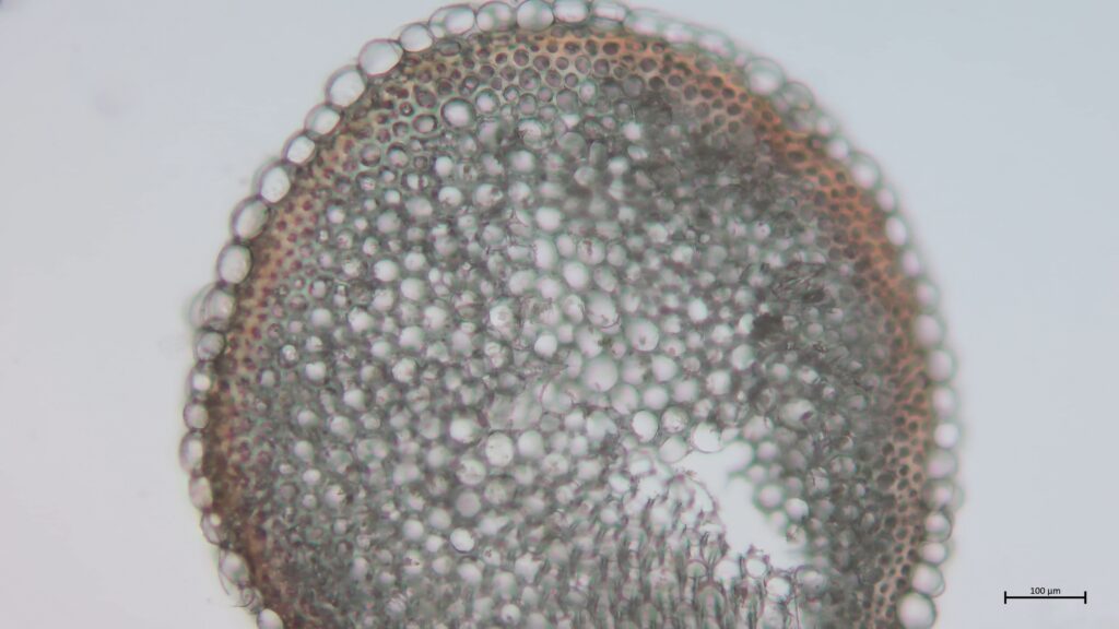 Stammquerschnitt von Sphagnum denticulatum