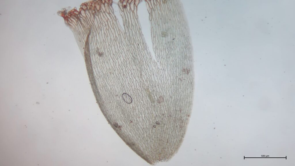 Stammblatt von Sphagnum denticulatum