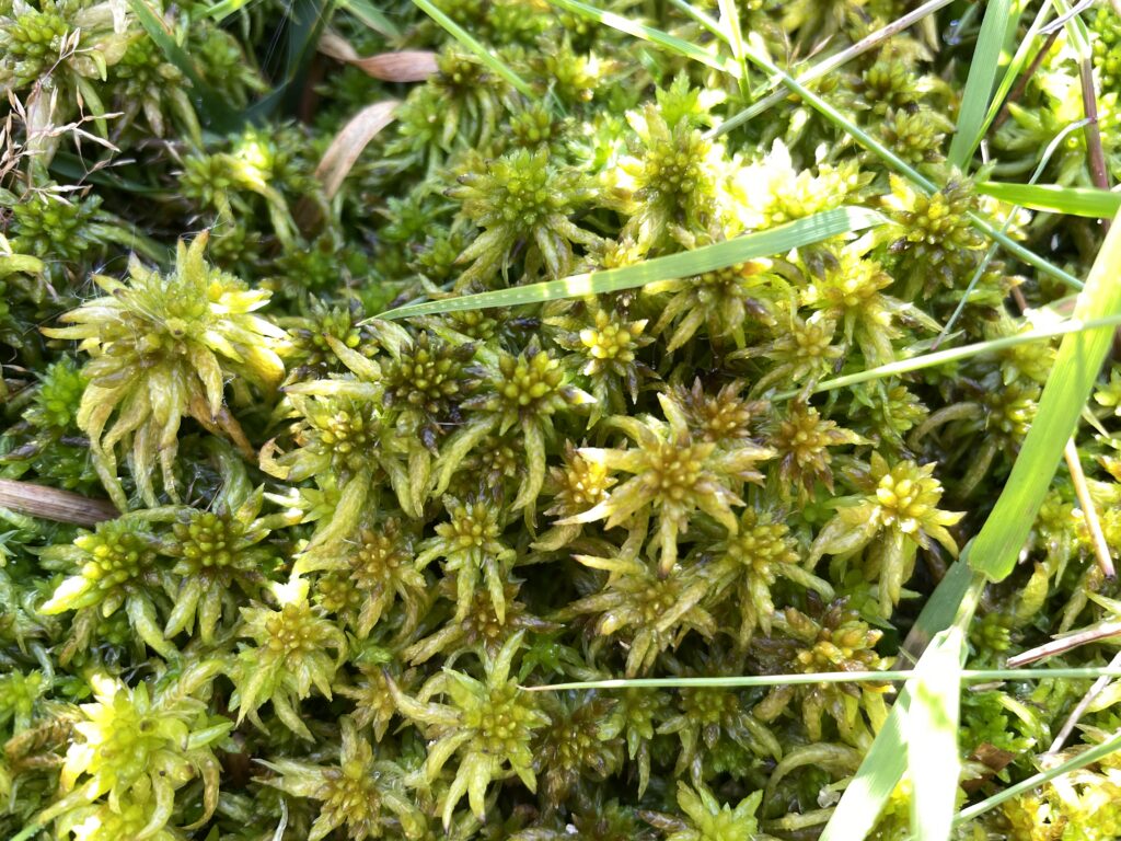 Sphagnum denticulatum