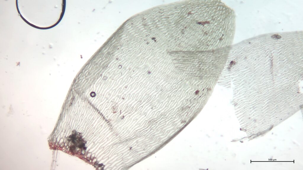 Stammblatt von Sphagnum denticulatum