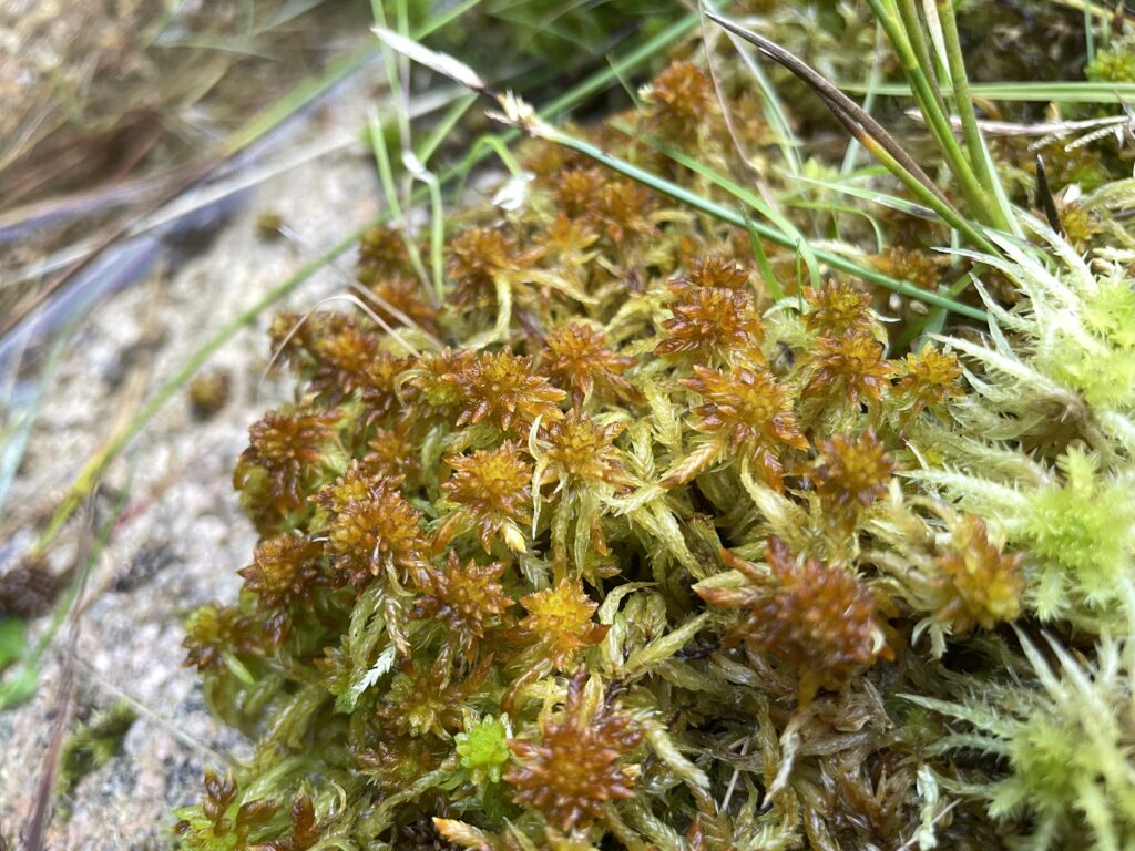 Sphagnum denticulatum