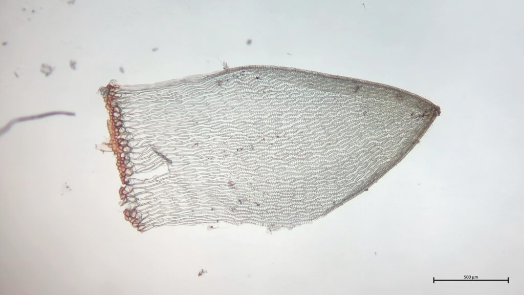 Stammblatt von Sphagnum denticulatum