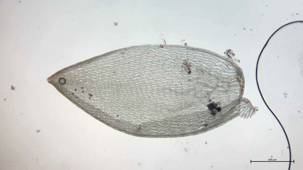 Astblatt von Sphagnum denticulatum