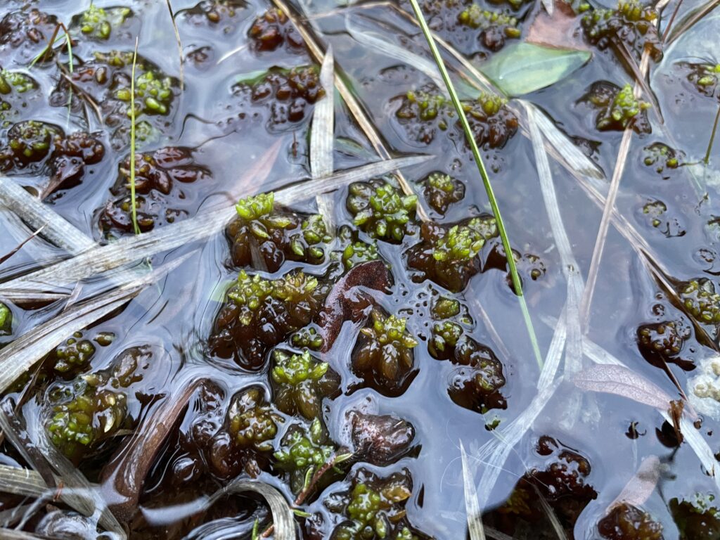 Sphagnum denticulatum